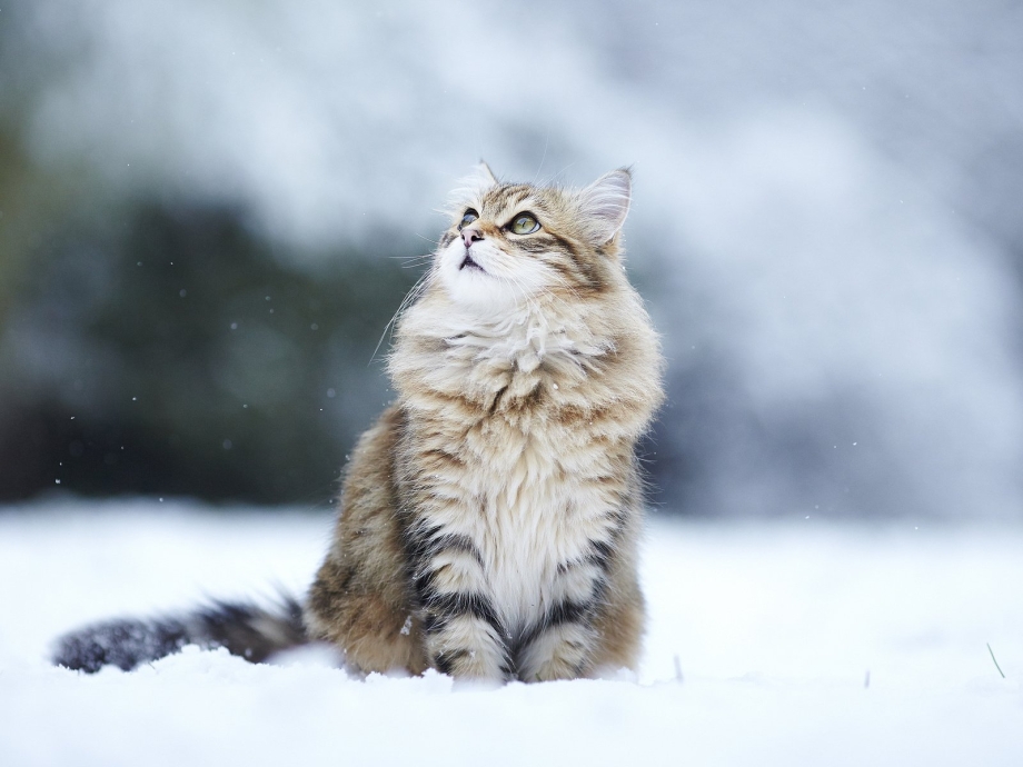 Кот зима