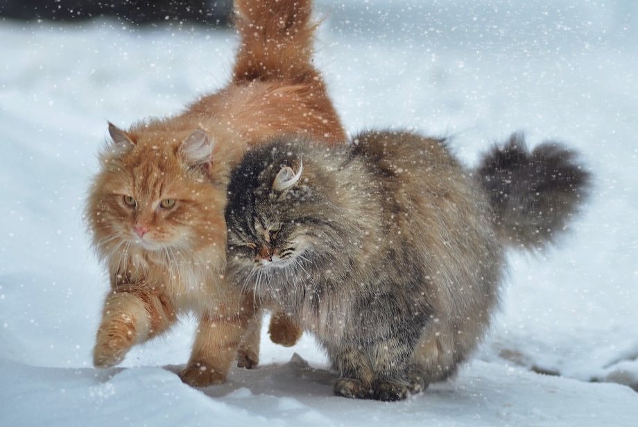 Кошки зимой