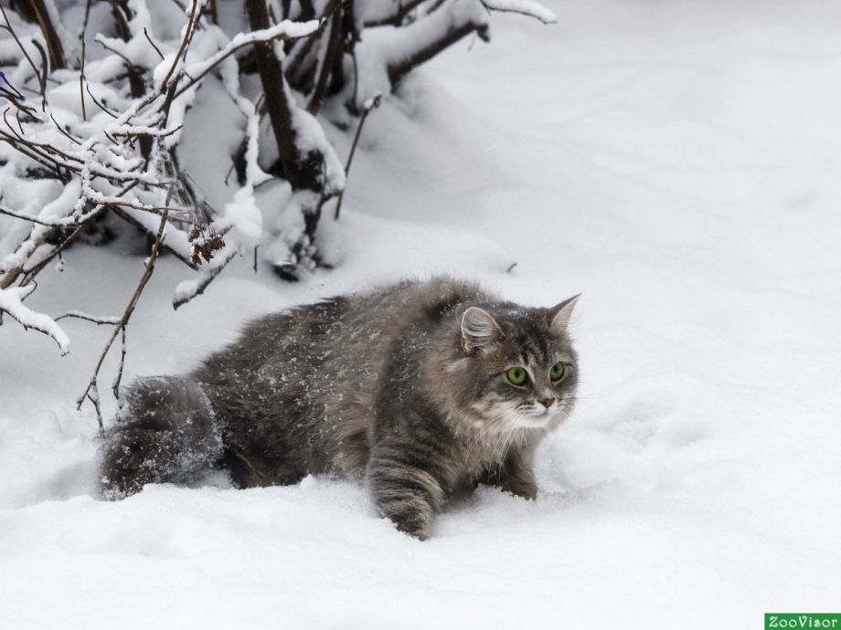 Сибирский кот в снегу