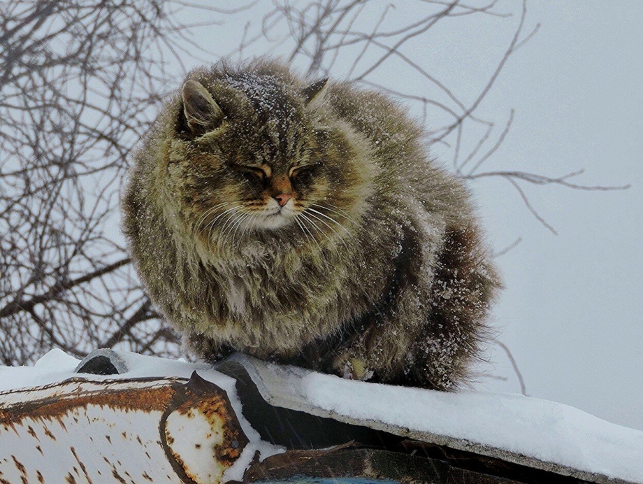 Кошка Сибирская Кошляндия
