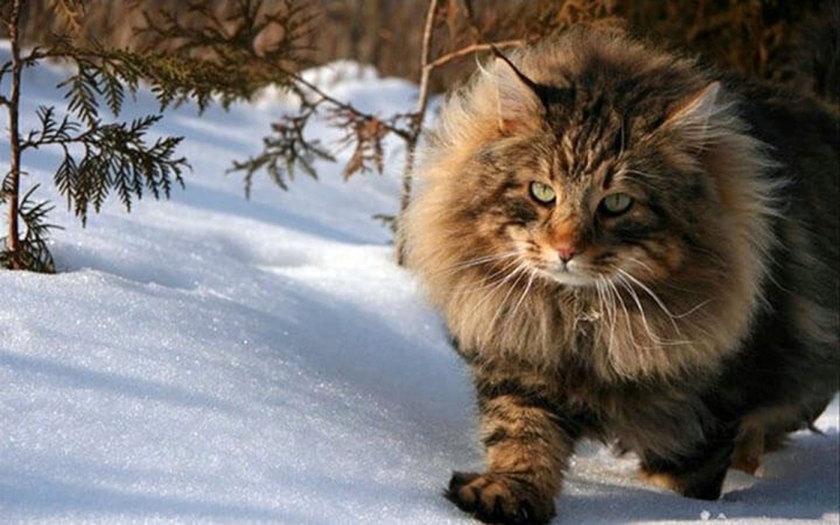 Норвежский Лесной кот