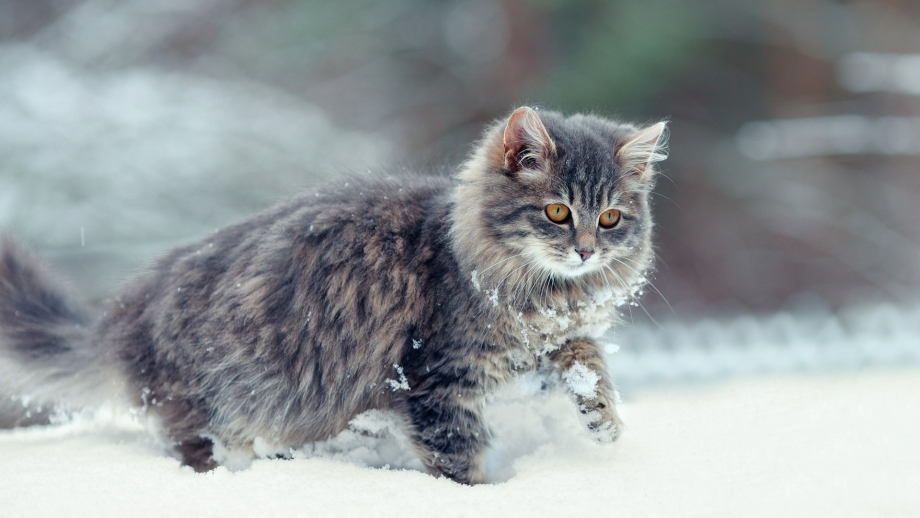 Котенок в снегу