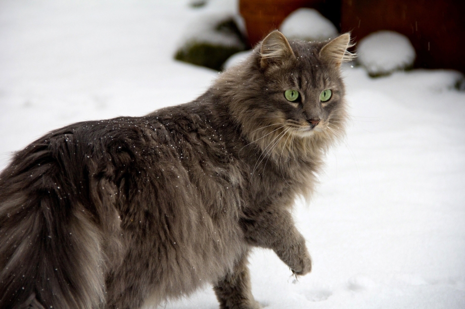 Норвежский Лесной кот и Мейн кун