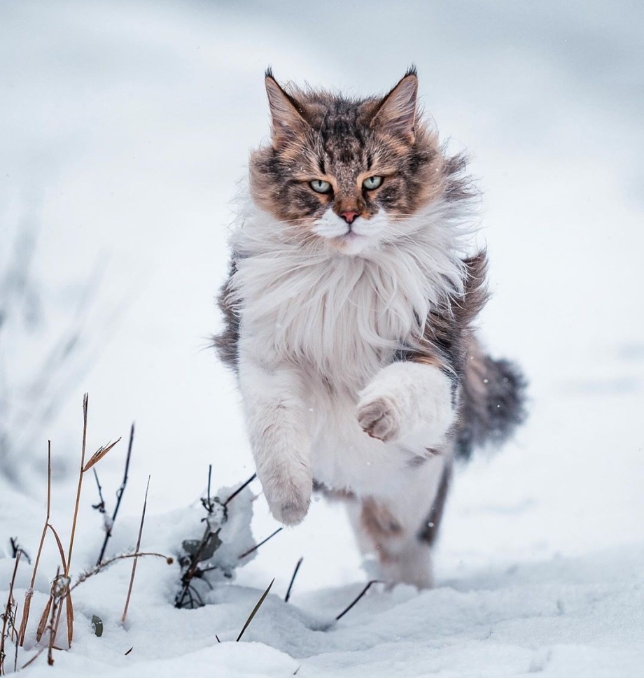 Норвежская Лесная кошка лапы