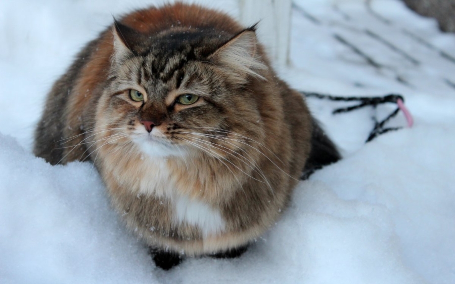 Сибирский кот Уссури