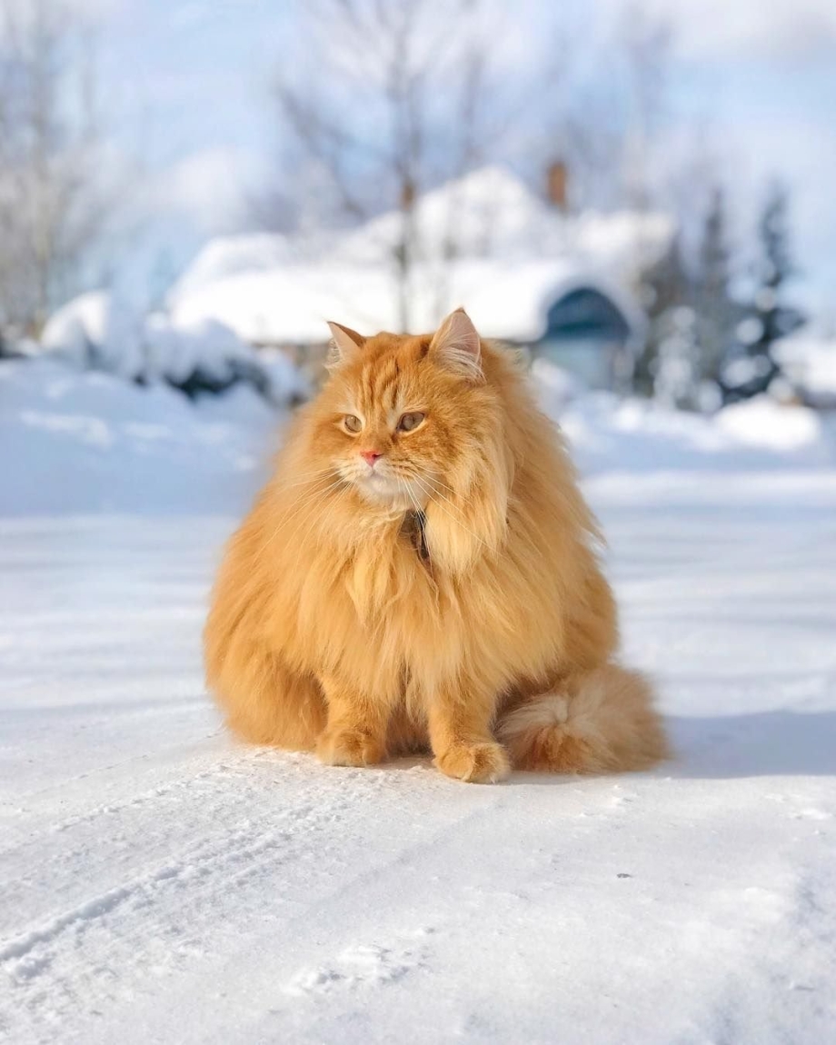 Сибирские коты рыжие пушистые
