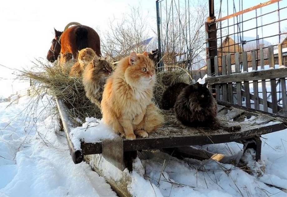 Суровые Сибирские коты