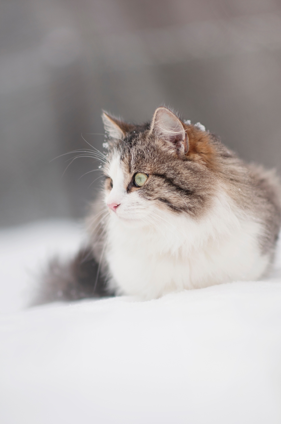Норвежская Лесная кошка Фрейя