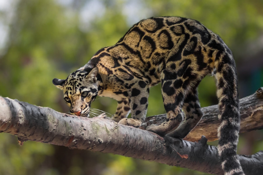Prionailurus bengalensis