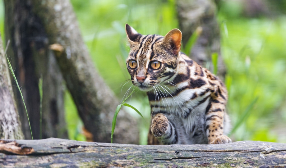 Бенгальская (Felis Silvestris catus) (Prionailurus bengalensis)