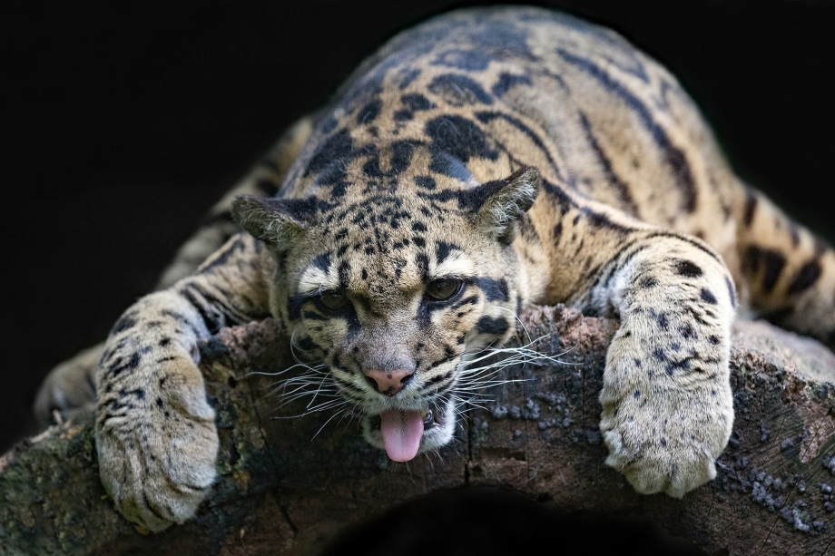 Prionailurus bengalensis