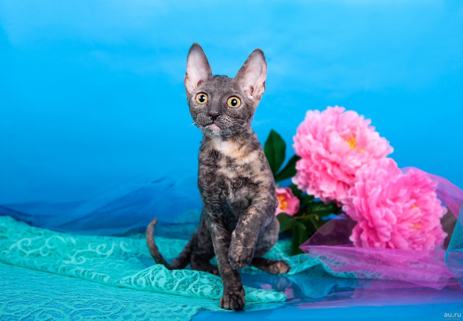 Корниш рекс кошка