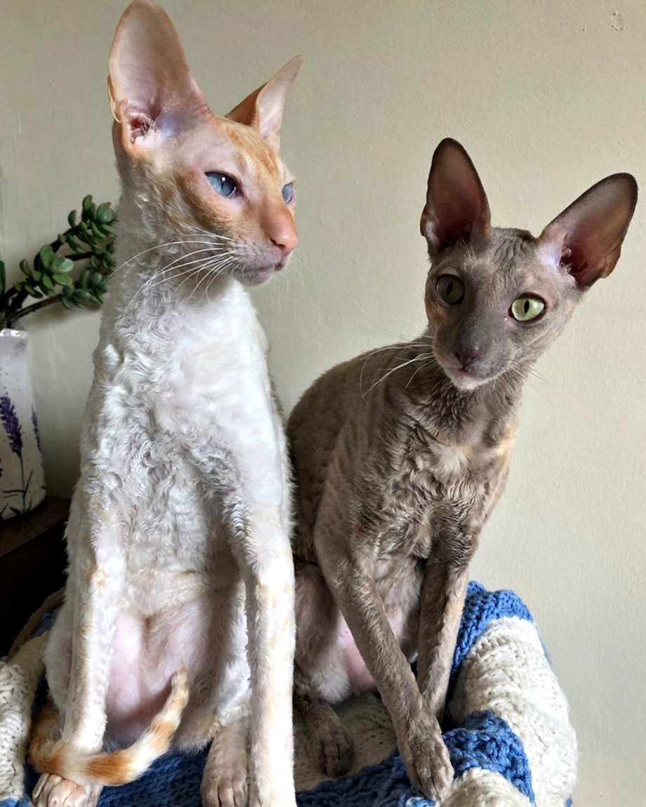 Корниш рекс