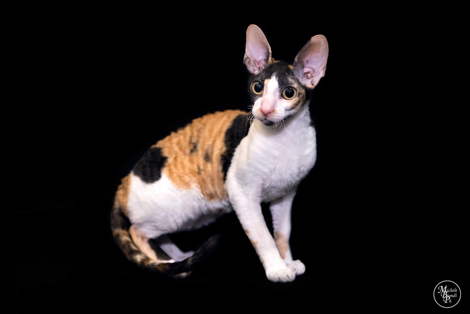 Корниш рекс кошка