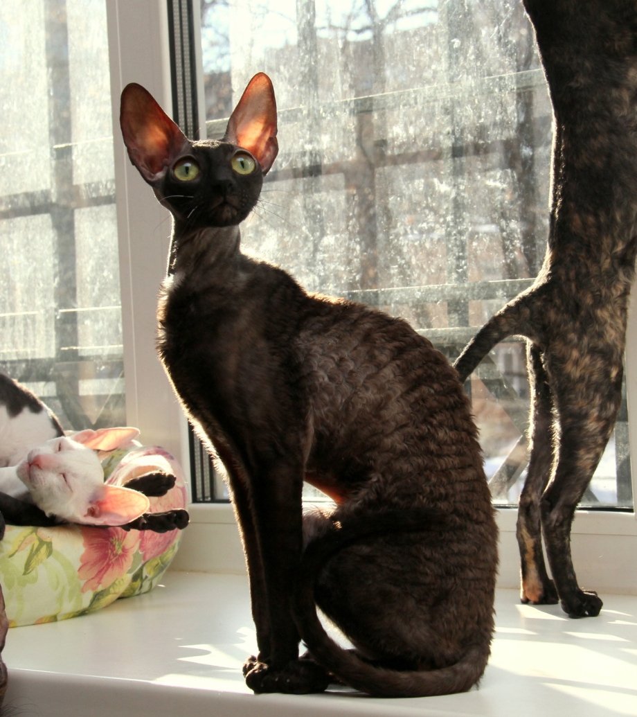 Сфинкс Корниш рекс