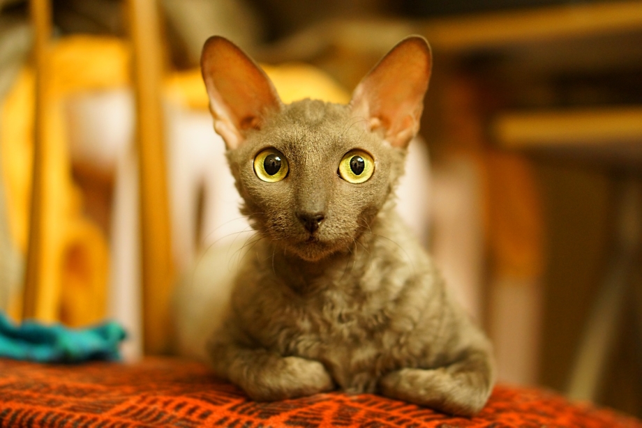 Корниш рекс