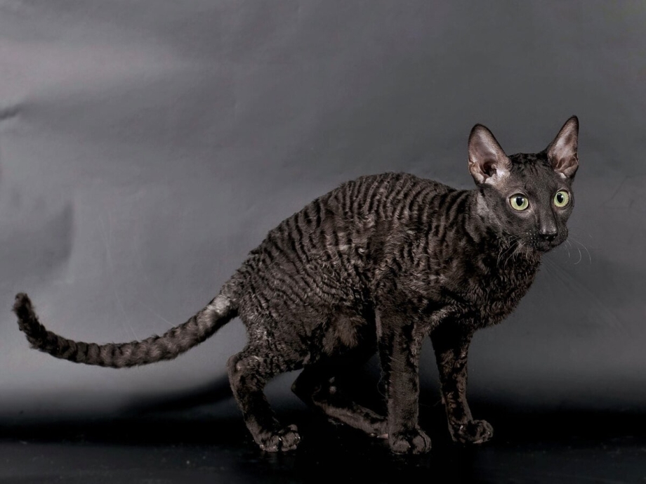 Корниш рекс котята