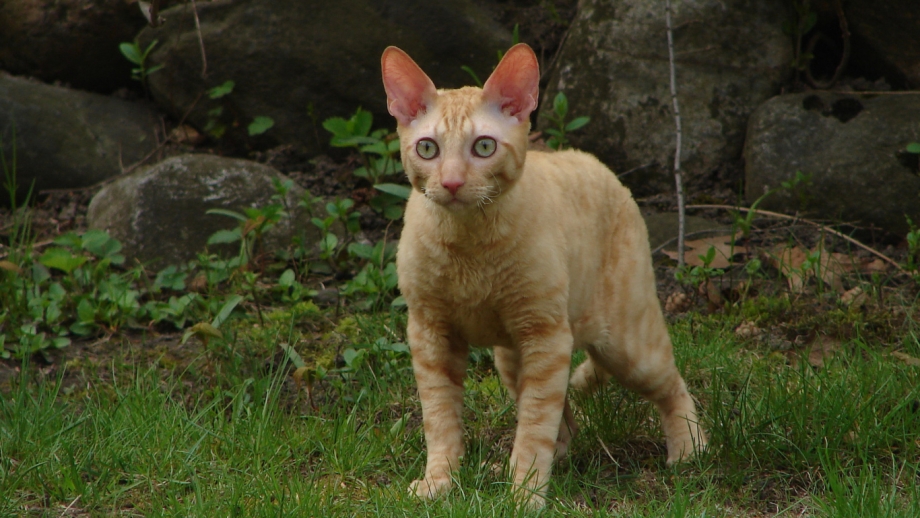 Корниш рекс котята