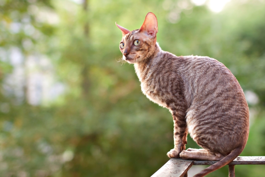 Королевский Корниш рекс