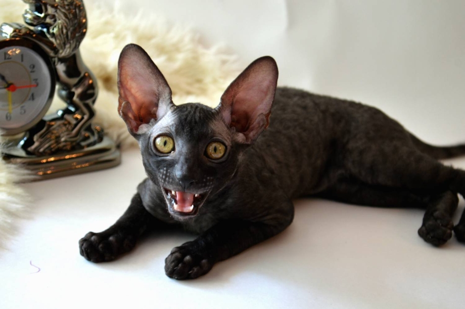 Корниш рекс кошка