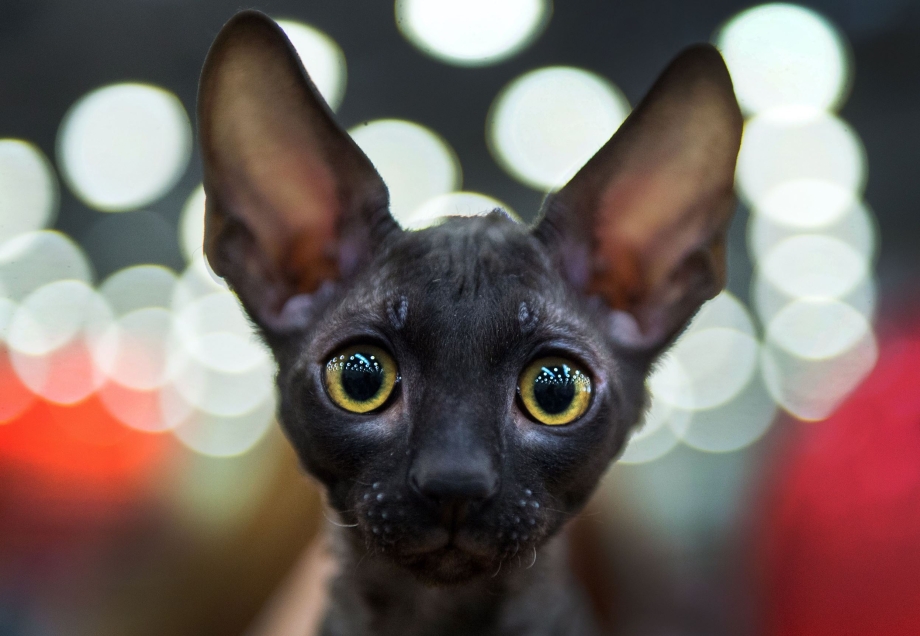 Корниш рекс кошка