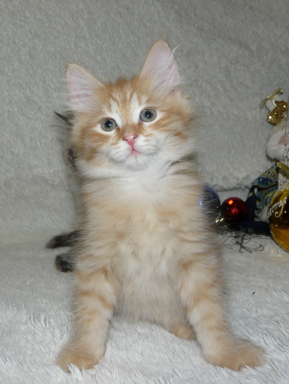Котёнок сибирской кошки 2 месяца