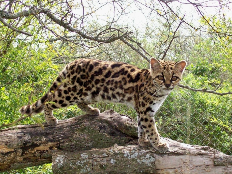 Длиннохвостая кошка Маргай
