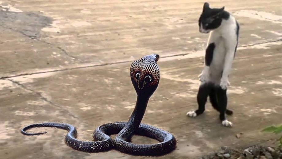 Прогнать кошку