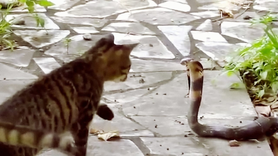 Кошки против собак Cats vs Dogs