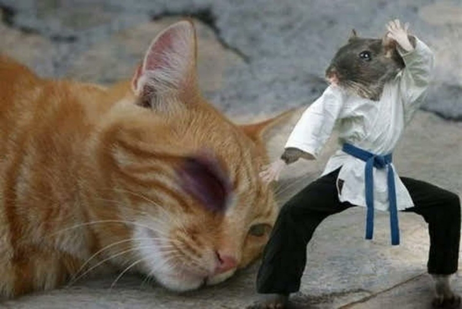 Коты или собаки