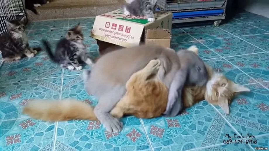 Котенок и змея