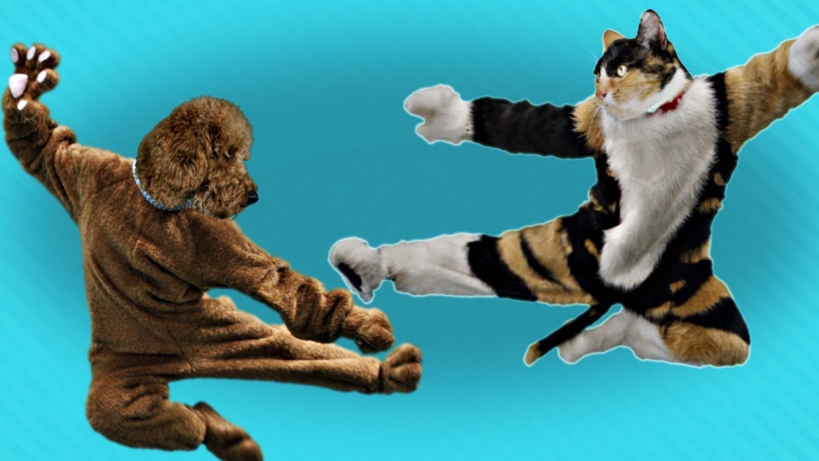 Кот vs собака