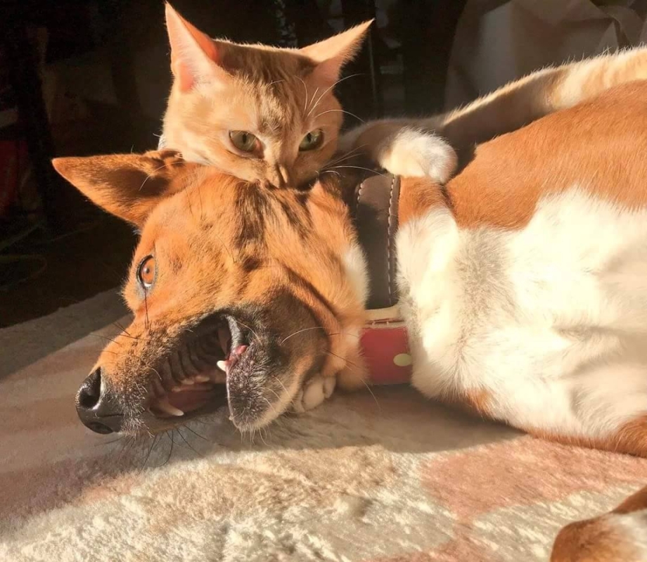 Кот кусает собаку