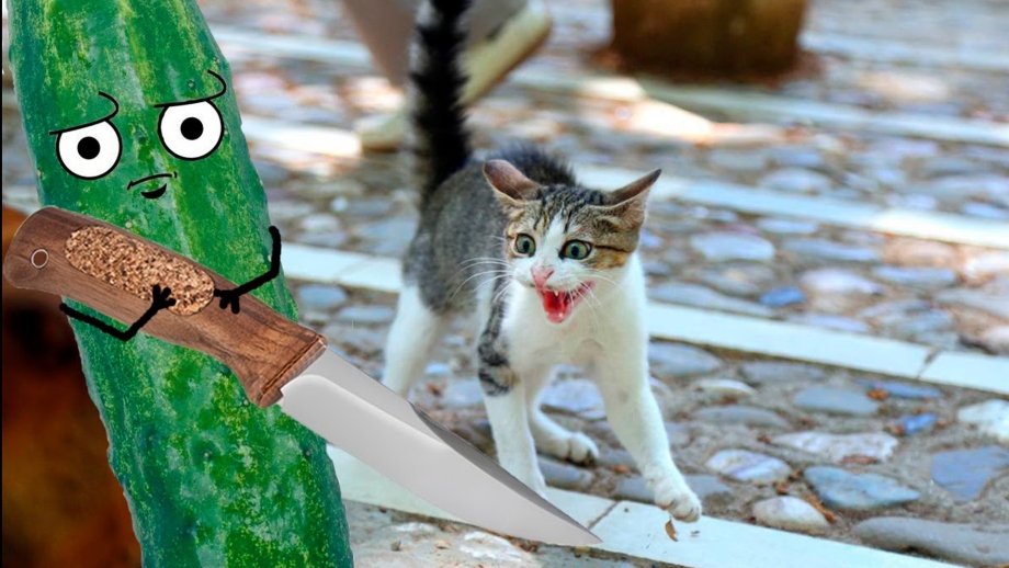 Коты боятся огурцов