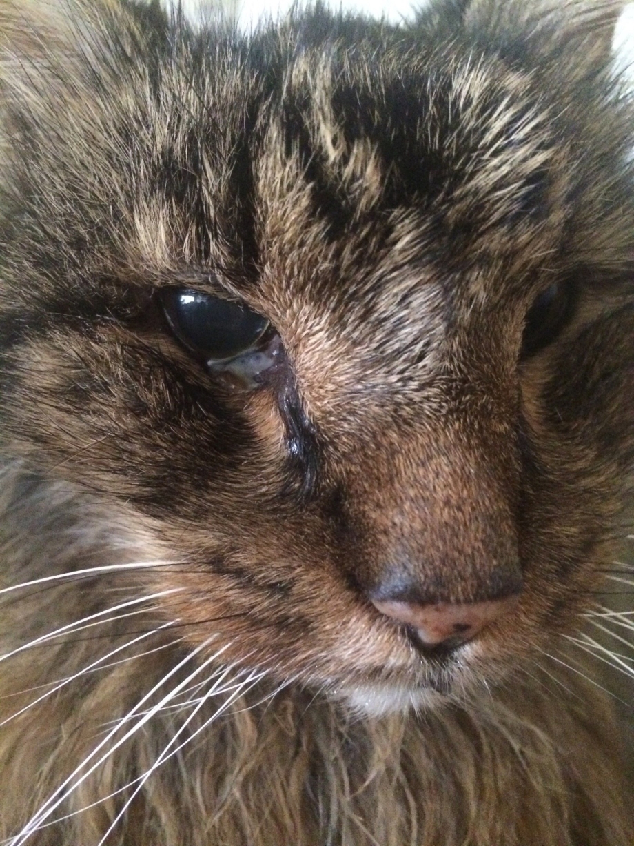 Котята с больными глазами