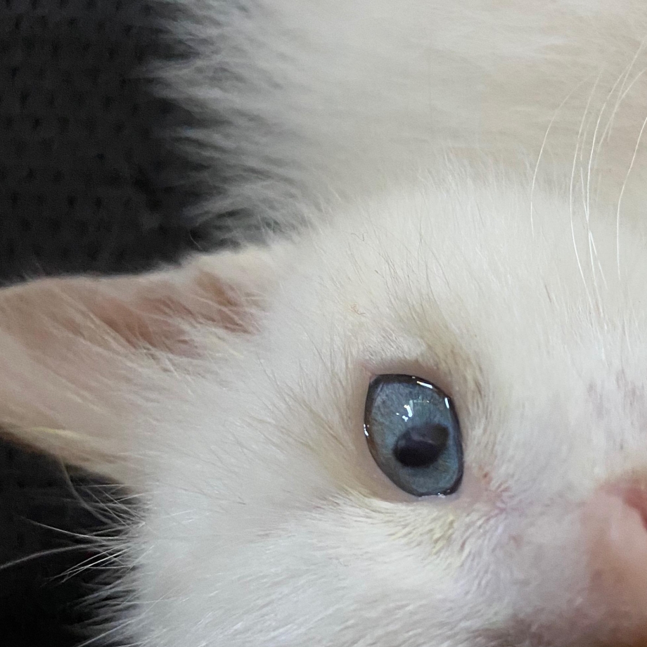 Кошачий зрачок расширенный