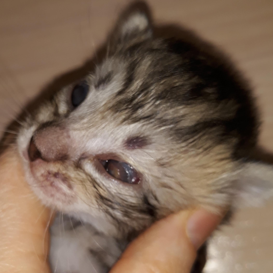 Покраснение глаз у котят