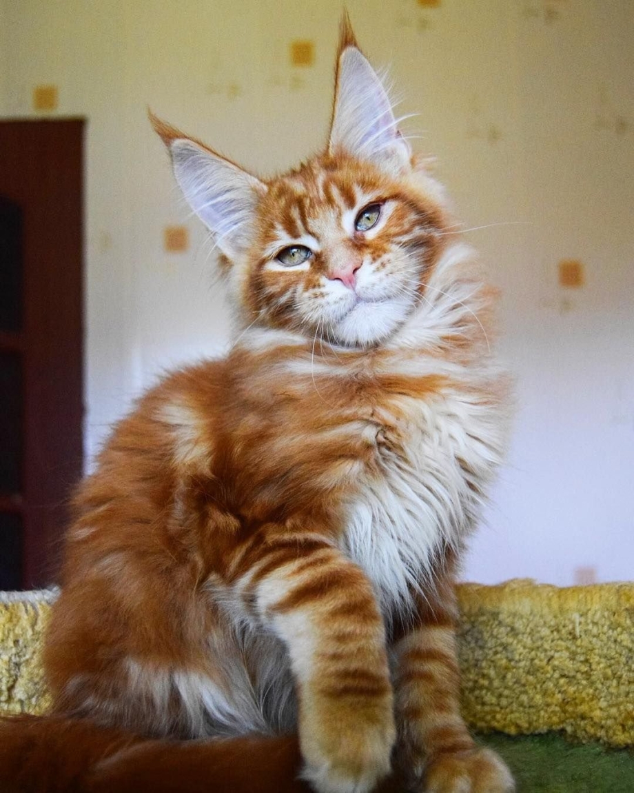 Рыжий кот Мейн кун