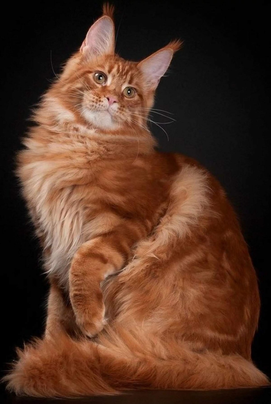 Кошка Мейн кун