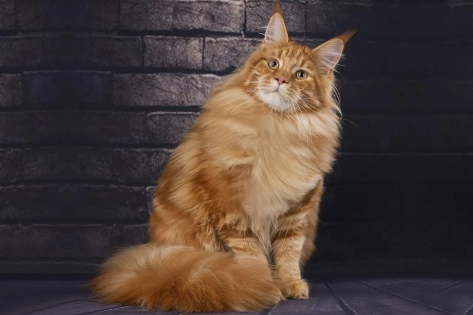 Кот Мейн кун