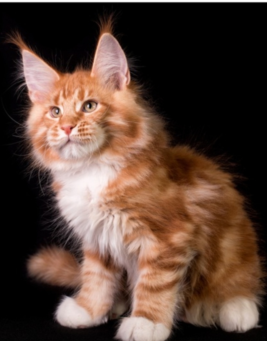 Рыжие коты Мейн кун
