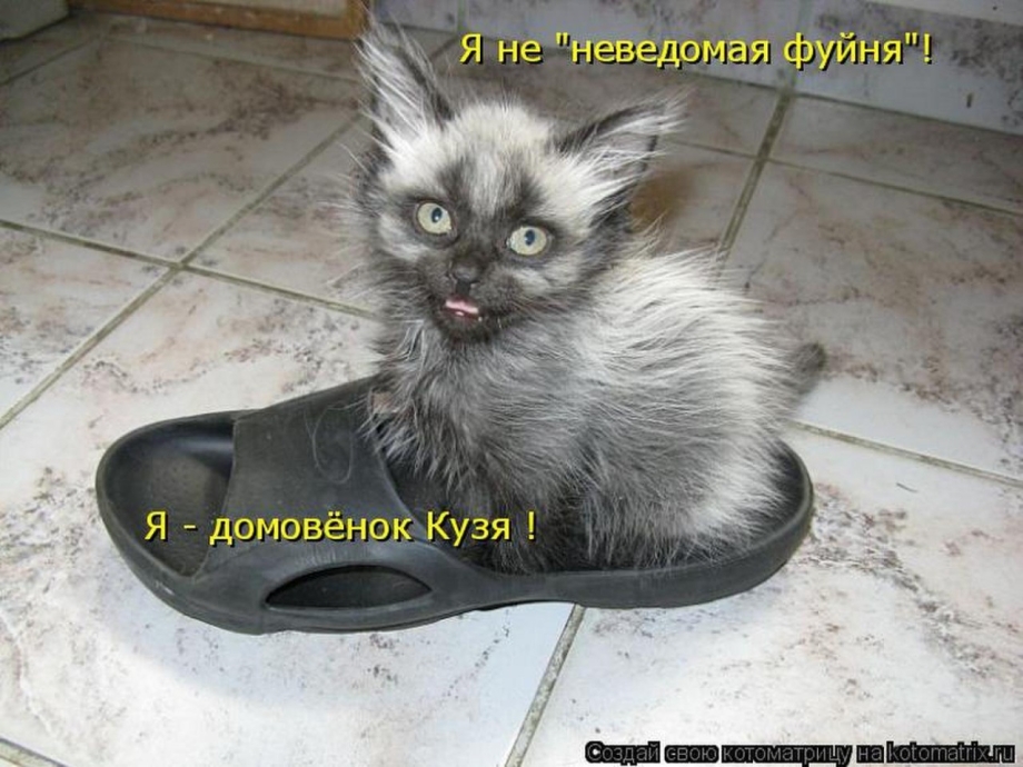 Гадил в тапки