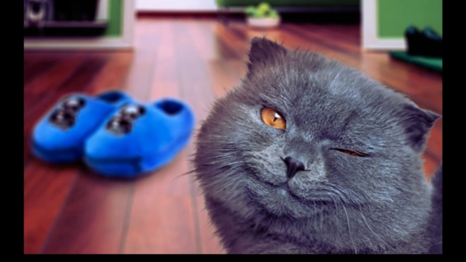 Кот и тапки