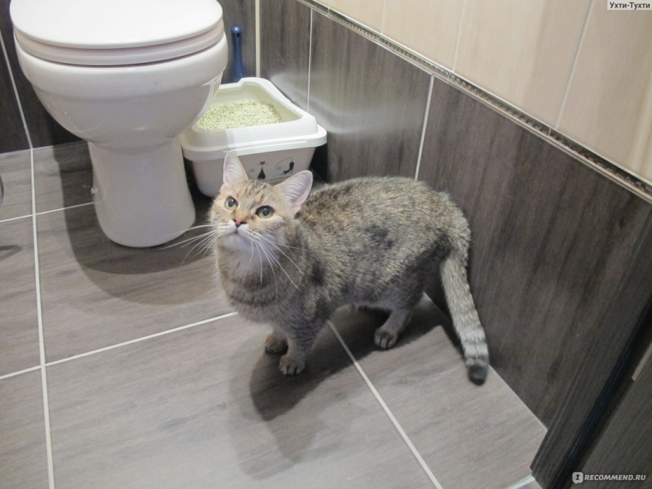 Кот мочится