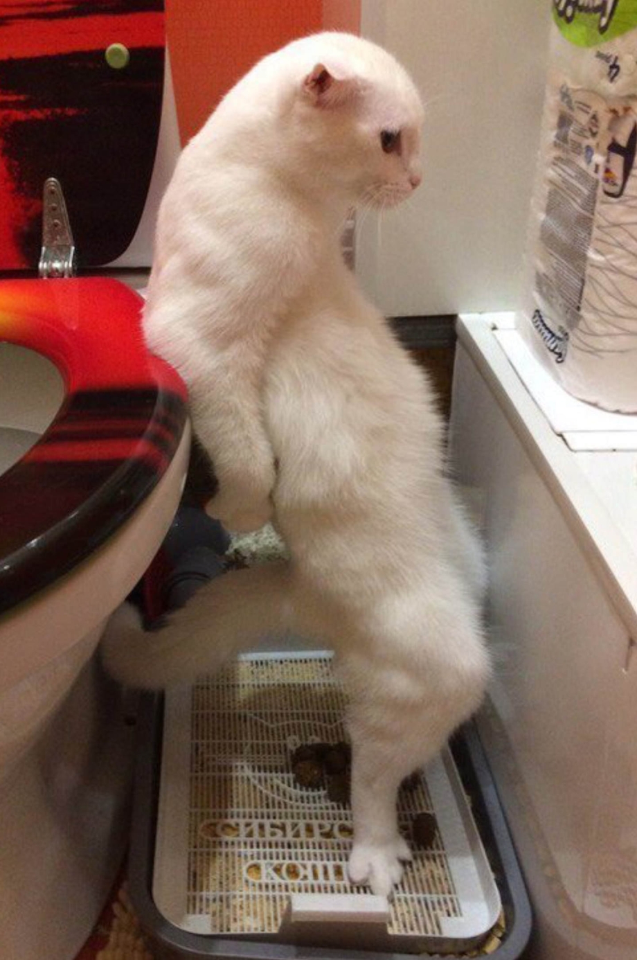 Котик обкакался