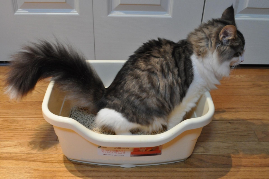 Котенок какает