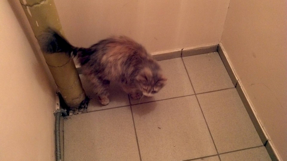 Коты пакостят