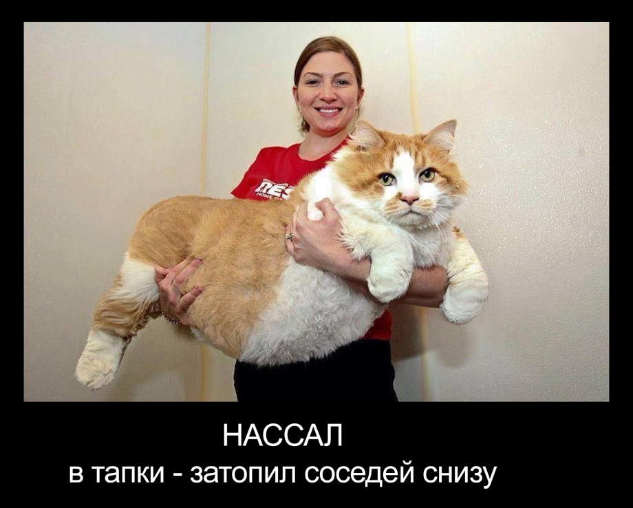 Демотиваторы с котами прикольные