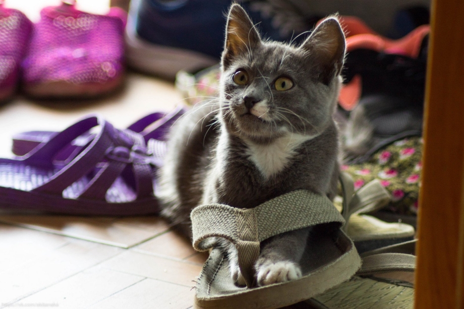 Котята в тапках