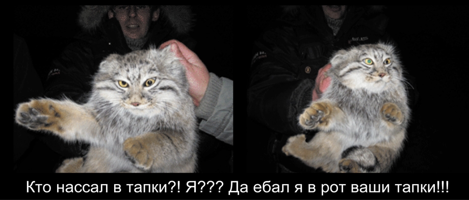 Кот нассал всем в тапки
